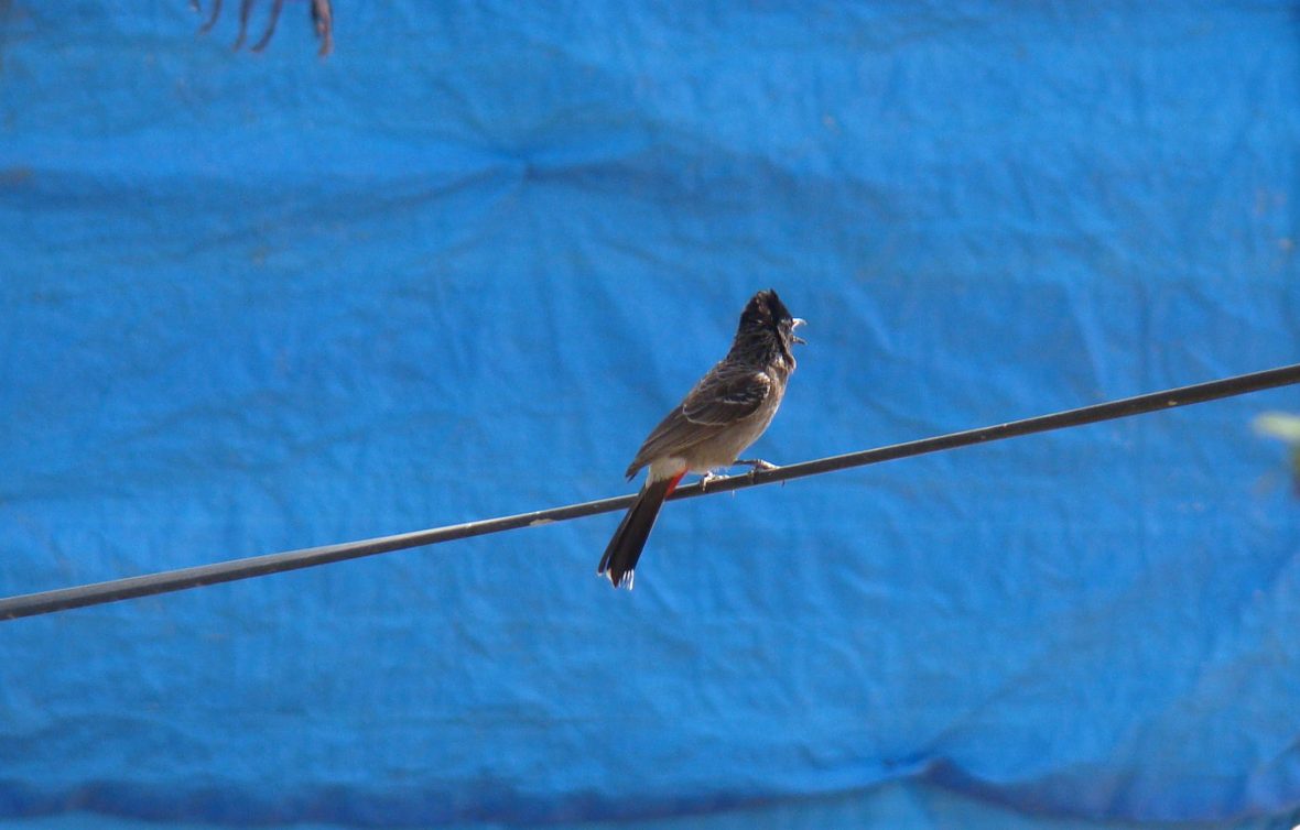 red-vented-bulbul-SONY-DSC-H50